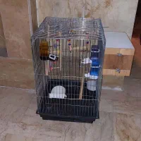 قفس عروس هلندی|لوازم جانبی حیوانات|تهران, گلستان (شهرک راه آهن)|دیوار
