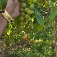 پخش نهال گردو ژنوتیپ پیوندی