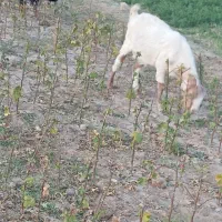 چهار راس بز|حیوانات مزرعه|خوسف, |دیوار