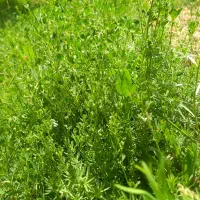 علف باغی