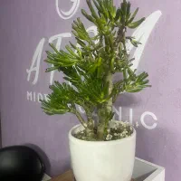 مطب زنان و مامایی