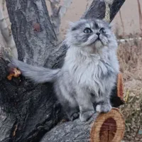 واگذاری انواع گربه