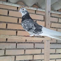 فروش کبوتر تهرانی