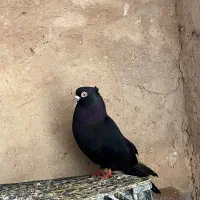 زاغ ابادانی و صرب