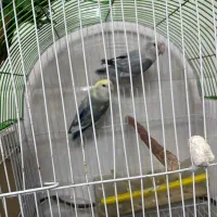 یک جفت طوطی برزیلی به شرط نطفه|پرنده|ارومیه, |دیوار