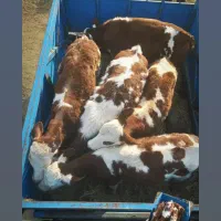 گاو|حیوانات مزرعه|شیراز, اصلاح‌نژاد|دیوار