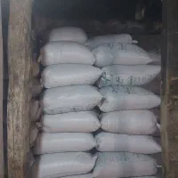 گندم رقم LG G5 برداشت از هکتاری ۱۴ تن