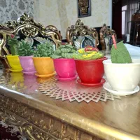 گلدان  کاکتوس