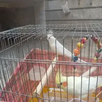 عروس هلندی خوشگل|پرنده|تهران, باغ خزانه|دیوار