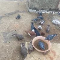 چند تا جوجه کلاغ جوجه سینه سیاه وسرک|پرنده|بجنورد, |دیوار