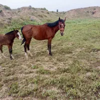 اسب مادیون با کره