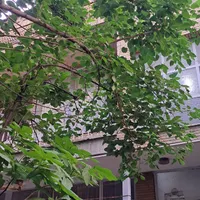 خانه کلنگی ۲۰۰متر* بر اصلی ازگل * اکازیون|فروش زمین و ملک کلنگی|تهران, ازگل|دیوار