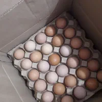 تخم مرغ گلپایگانی|خوردنی و آشامیدنی|قم, شهرک فاطمیه|دیوار