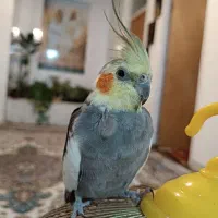 عروس هلندی گمشده