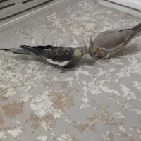 عروس هلندی خوشکل وسرحال|پرنده|سقز, |دیوار