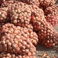 پیاز نو درجه یک