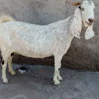 گوسفید  فروش