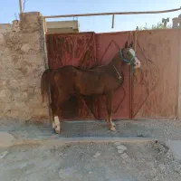 اسب