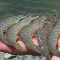 سرکارگر پرورش میگو هستم