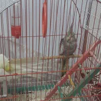 عروس هلندی نرو ماده|پرنده|اردبیل, |دیوار