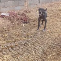 واگذاری سگ شکاری