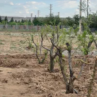 ۲۱۱مترزمین/سهیلیه/زعفرانیه/سنددار/اقساطی|فروش زمین و ملک کلنگی|رامجین, |دیوار