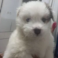 شیتزو ماده قیمت ۲۵۰۰|سگ|فولادشهر, زاینده رود|دیوار