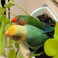 یک جفت طوطی کوتوله ۷ رنگ بهشتی ناز کمیاب معاوضه با