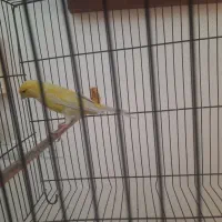 قناری نر|پرنده|تهران, سجاد|دیوار