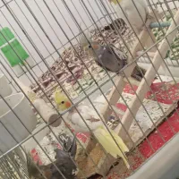 عروس هلندی|پرنده|فارسان, |دیوار