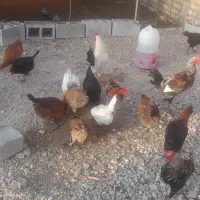 مرغ وخروس