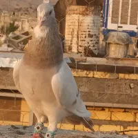 کبوتر|پرنده|شیراز, حومه شیراز|دیوار