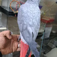 طوطی سانان|پرنده|بوکان, |دیوار