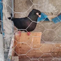 امیدیه هستم