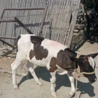 گاو با گوساله