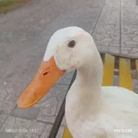 اوردک سالم ماده