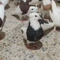 مجموعه 60 کبوتر طوقی و خوشرنگ جوان