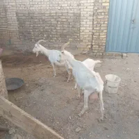 بزسانن