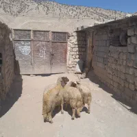 ۴عدد بره ماده سنجابی درجه ۱طلا