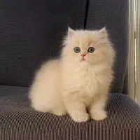 گربه پرشین عروسکی