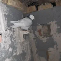 تعدای طوق سیاه درجه یک فروشی