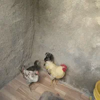 خروس