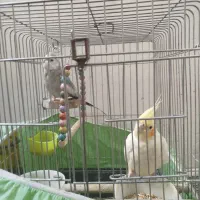 عروس هلندی مولد