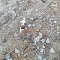 توله|سگ|کبودرآهنگ, |دیوار