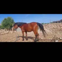 مادیون  با کره قاطر|اسب و تجهیزات اسب‌سواری|لیکک, |دیوار