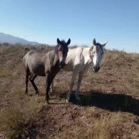 اسب.دواسب ماده