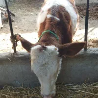 فروش گوساله سمیتال|حیوانات مزرعه|گلوگاه, |دیوار