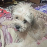 سگ آموزش دیده شیتزوپامر