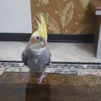 عروس هلندی ۲ماهه دونخور رام|پرنده|تهران, ائمه اطهار|دیوار