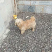 حیوان خانگی|سگ|بشاریات, |دیوار